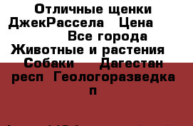 Отличные щенки ДжекРассела › Цена ­ 50 000 - Все города Животные и растения » Собаки   . Дагестан респ.,Геологоразведка п.